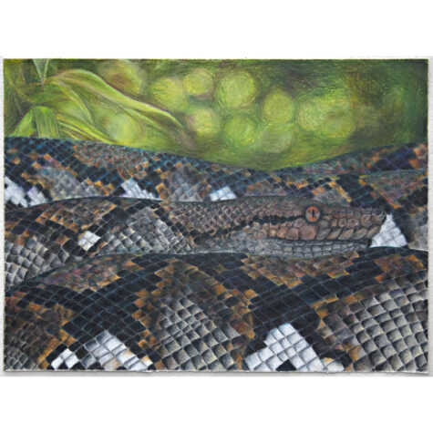 Large Reticulated Python