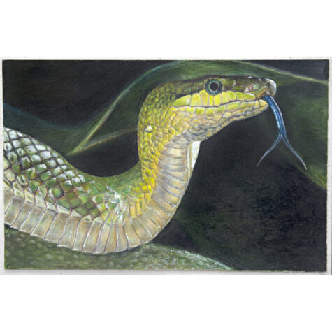 Red Tailed Green Racer Snake (Bambu di Laguna)