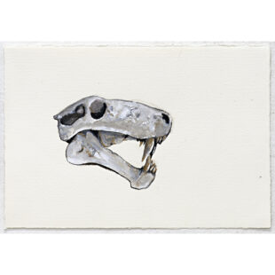 Untitled (animal skull)