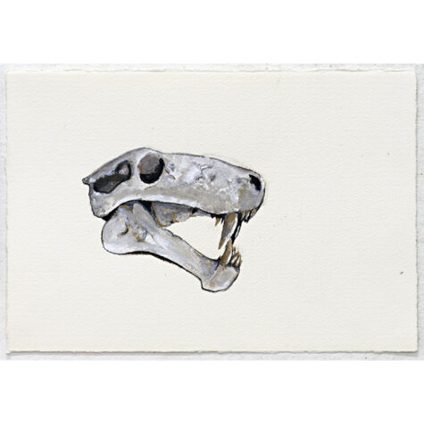 Untitled (animal skull)