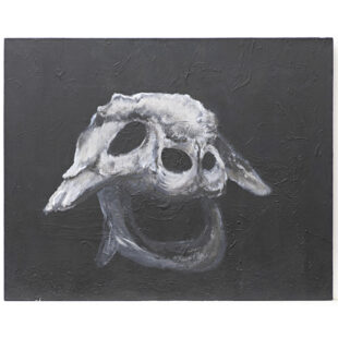 Untitled (animal skull)