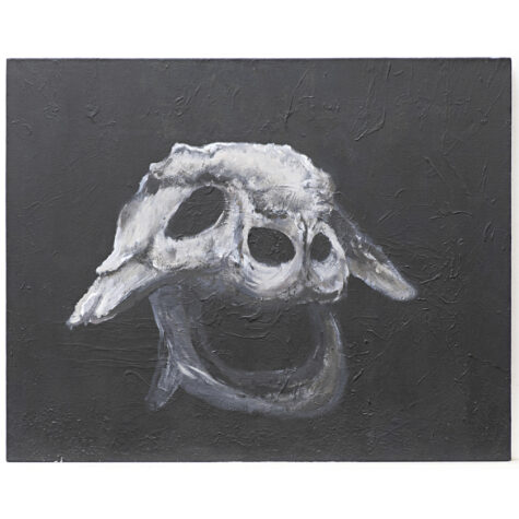 Untitled (animal skull)