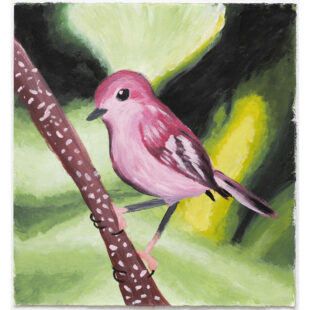 Pink Robin