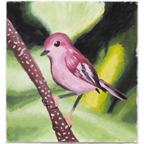 Pink Robin