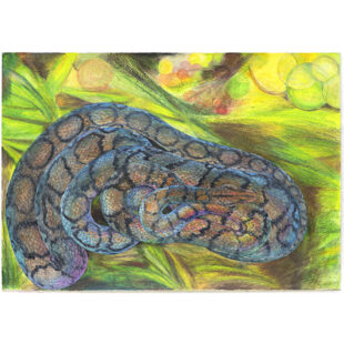 Brazilian Rainbow Boas in its brilliant rainbow sheen (Holograma is hologram in Portuguese)