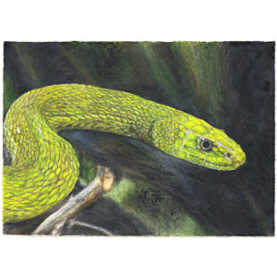 Eastern green mamba