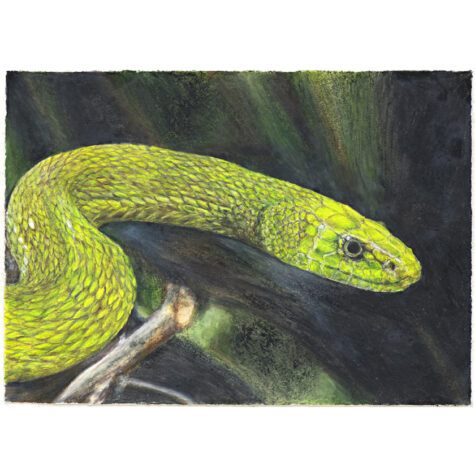 Eastern green mamba