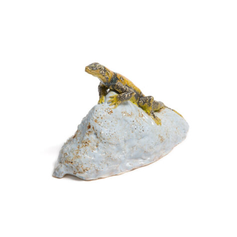 Collared Lizard on a Rock